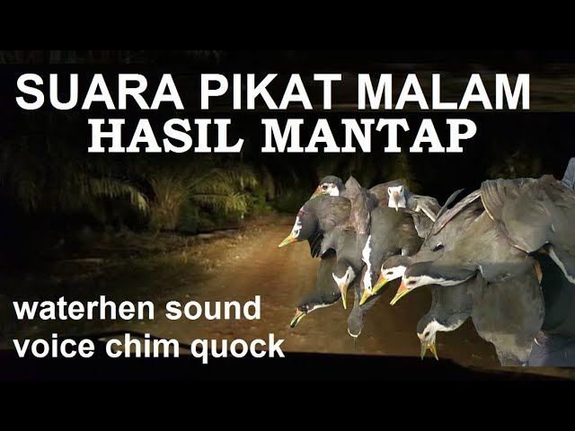 SUARA RUAK RUAK MALAM TERBUKTI datang,waterhensound,nightbirdsound,himquock @mandauel class=