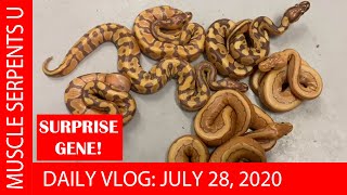 Celebrity HUGE SURPRISE in ORANGE DREAM ULTRAMEL CLUTCH! July 27, 2020 Net Worth