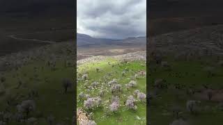 #badem #Çağla# çiçek# açmış#ihavethisthingwithplants