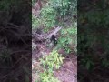 Sun bears