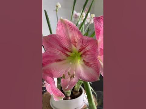 “Candy Floss” Amaryllis Bloom Update! I love this one. //FlowerFanatic