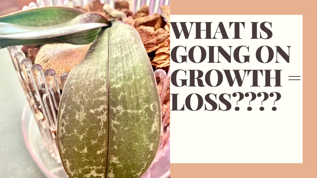 What's Wrong with my schilleriana? what's wrong with my schilleriana