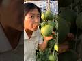Fresh eating green cucumber natural with rural farming life #viral #shorts #agriculture #life