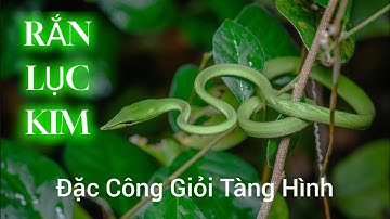 RẮN LỤC KIM - Loài Rắn Nanh Sau và Có Đôi Mắt Khác Biệt 🐍 #snake #docla #randoc #ranluckim