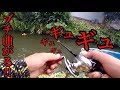 マジ⁉︎顔がデカイんですけど・・水路のヌシ級現る!