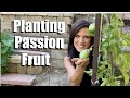 Planting passion fruit   growing tips 