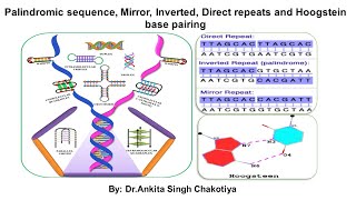 Palindromic sequence, Mirror, Inverted, Direct repeats and Hoogstein base pairing