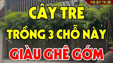 Cứ TRỒNG CÂY TRE Ở 3 Chỗ Này Để HÚT TÀI LỘC Tiền Vàng Kéo Vào Ầm Ầm, Đổi Đời Giàu Nứt Vách