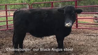 Picking up our Black Angus steer named “Cheeseburger”