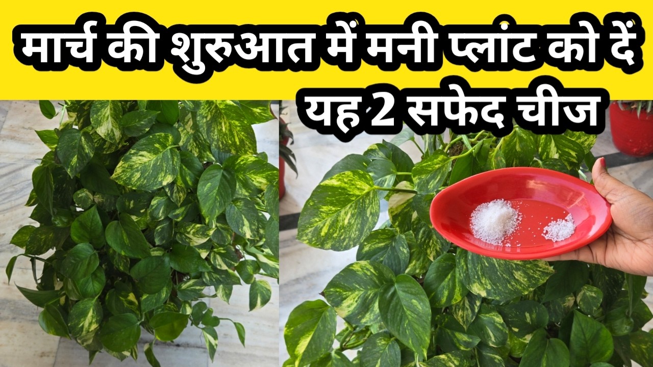 मार्च की शुरुआत में मनी प्लांट को दें यह दो सफेद चीज /money plant care in summer