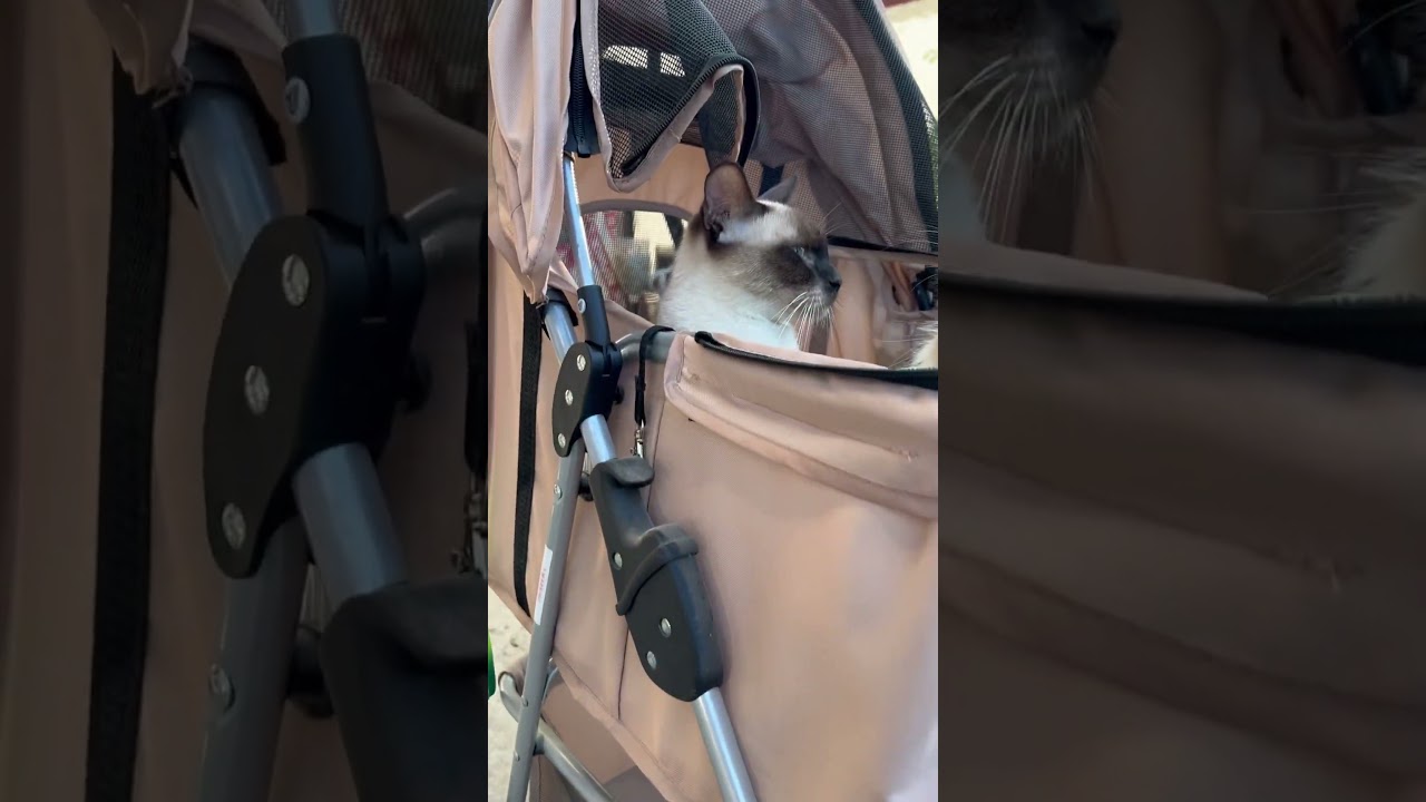 Doggo Pet Stroller Perfect for your Fur Babies! 🐱🐶💕 