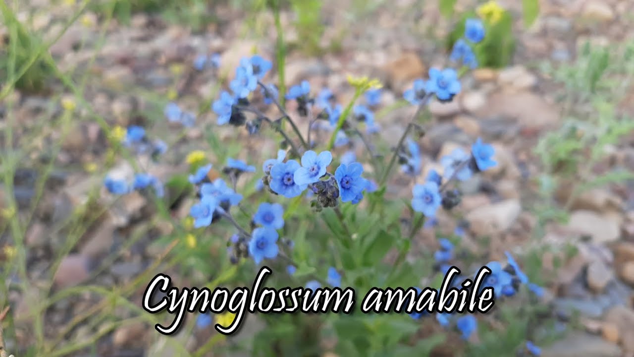 Cynoglossum amabile / No me olvides china / Nomeolvides chino / Plantas  silvestres / Trupa - YouTube