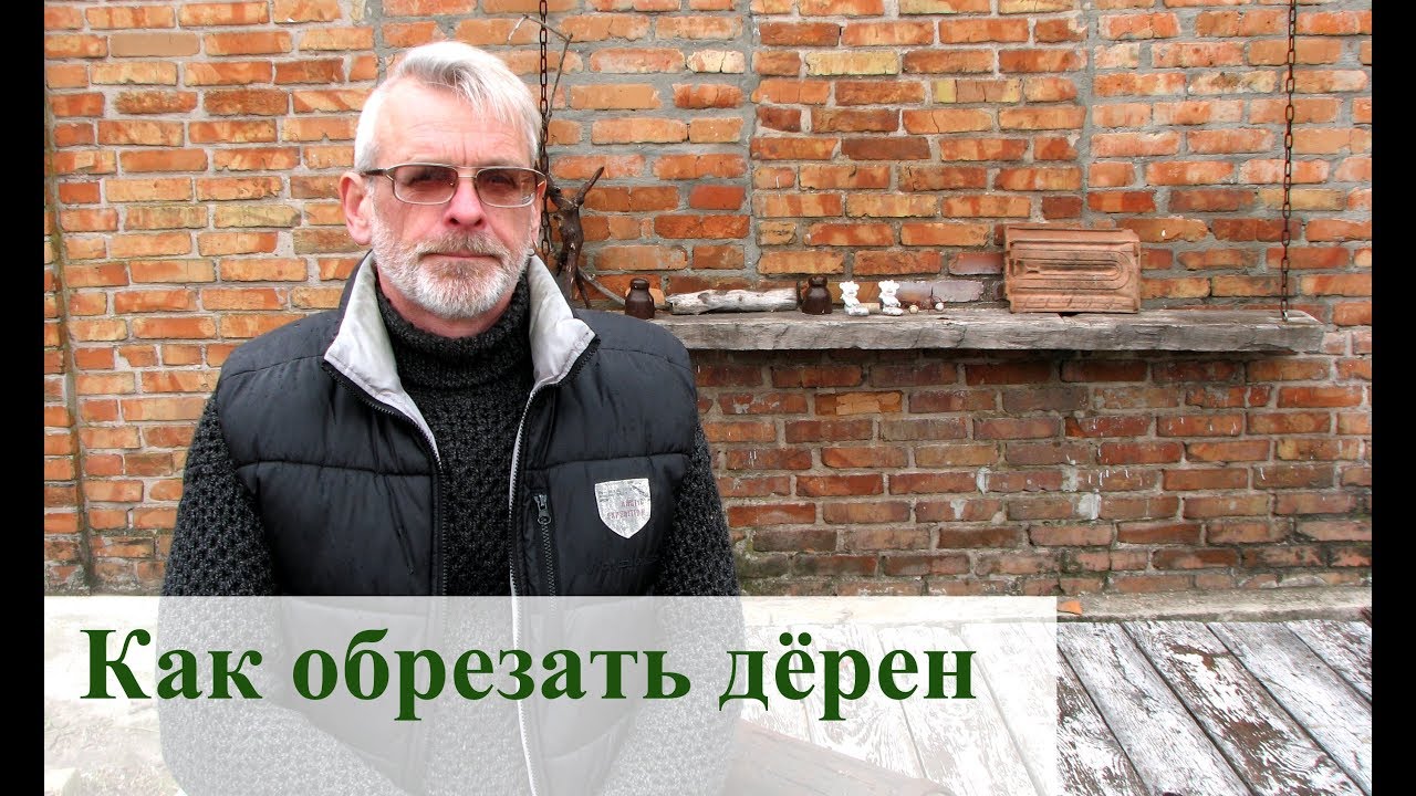 Как обрезать дёрен