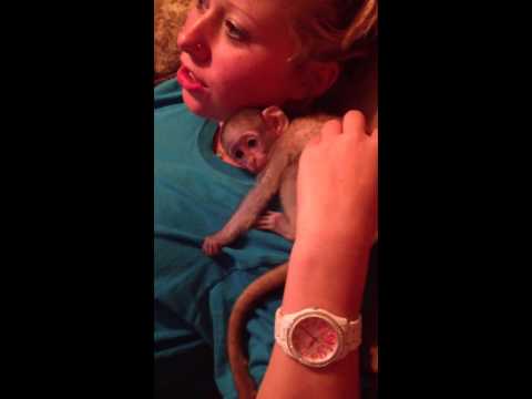 Monkey freak out!
