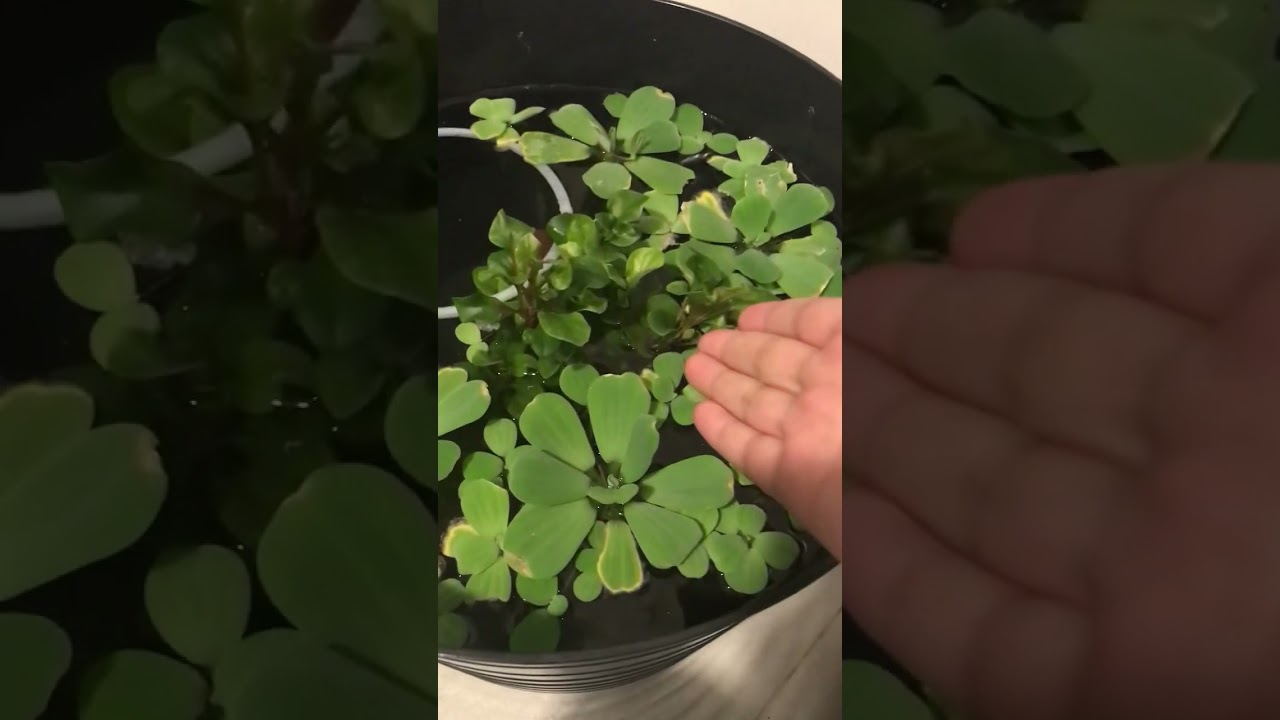 Fish introduction :]