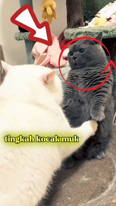 SEDANG TIDAK INGIN BERCINTA⁉️#shorts #kucing #kucinglucu #meong#bercinta#shortsviral #shortsvideo