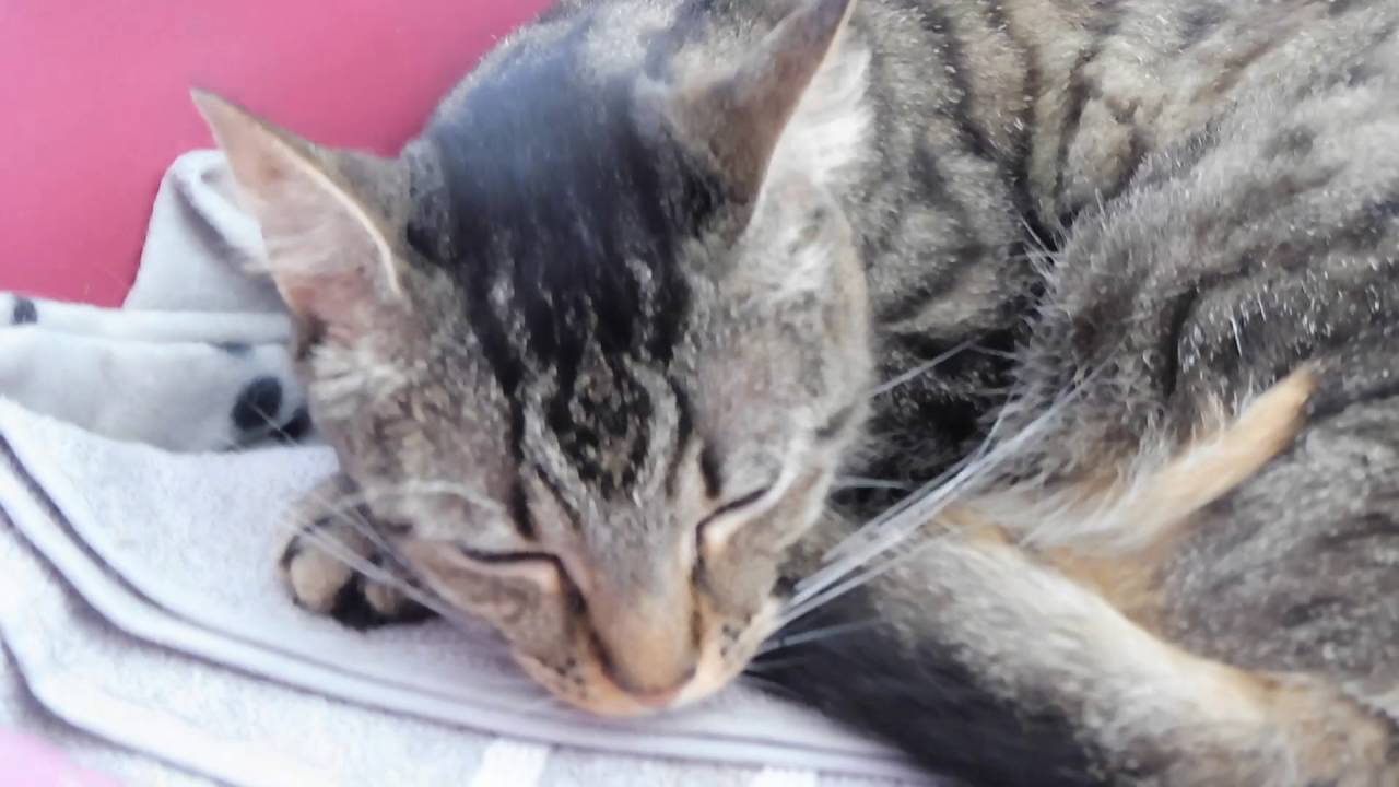 Une journée chez Suzi Handicap