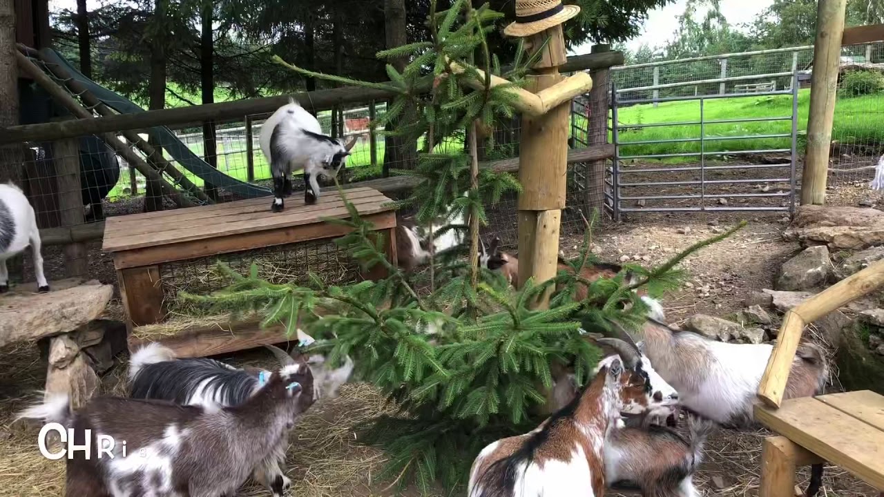 Goats Christmas tree treat YouTube
