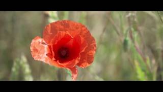 POPPIES | MARXMEDIA