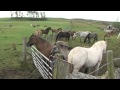 Feral ponies from welfare round up find home with Ian Stark