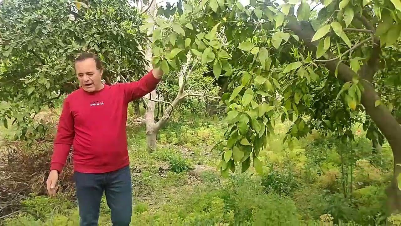 AYDIN EGE SATILIK CENNET GİBİ MEYVE BAHÇESİ İÇİNDE 180 ADET MEYVE AĞACI 0532 0609193