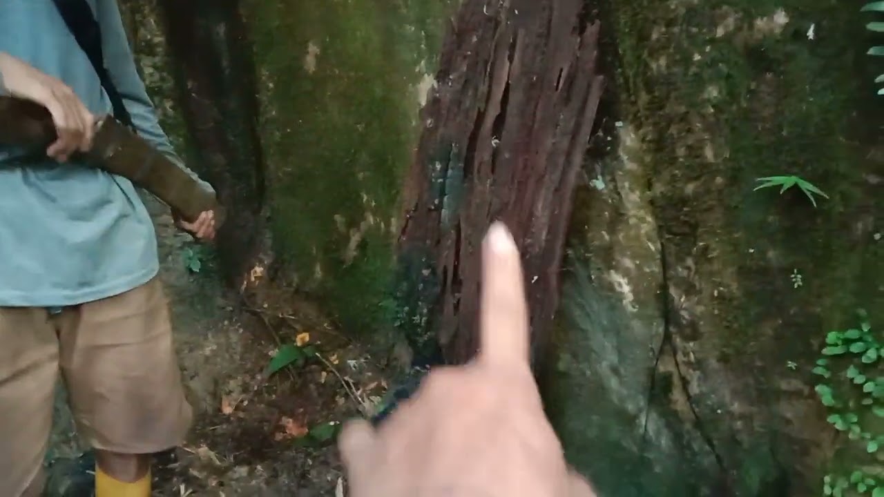 menemukan bongkahan gaharu super puluhan kg