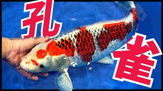 Download Lagu 【錦鯉販売】塩田産の孔雀を販売#塩田養鯉場 #アクアリウム #錦鯉  MP3