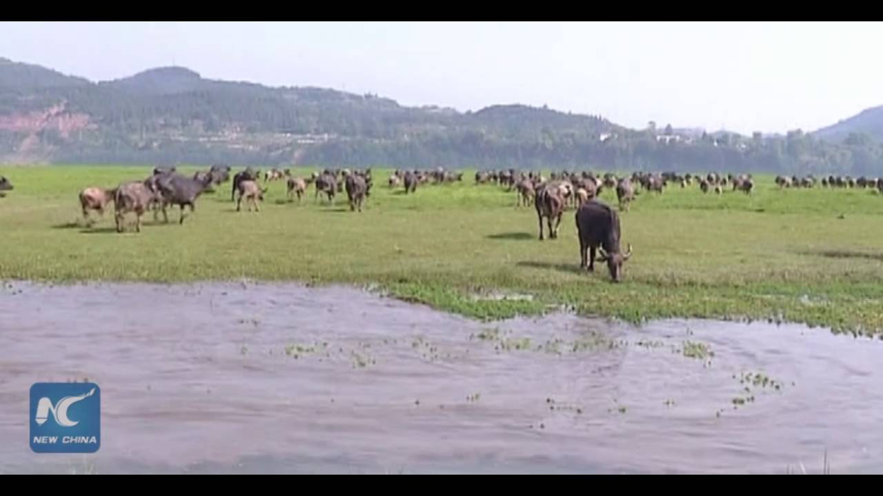 Amazing spectacle: Hundreds of buffaloes swim across river