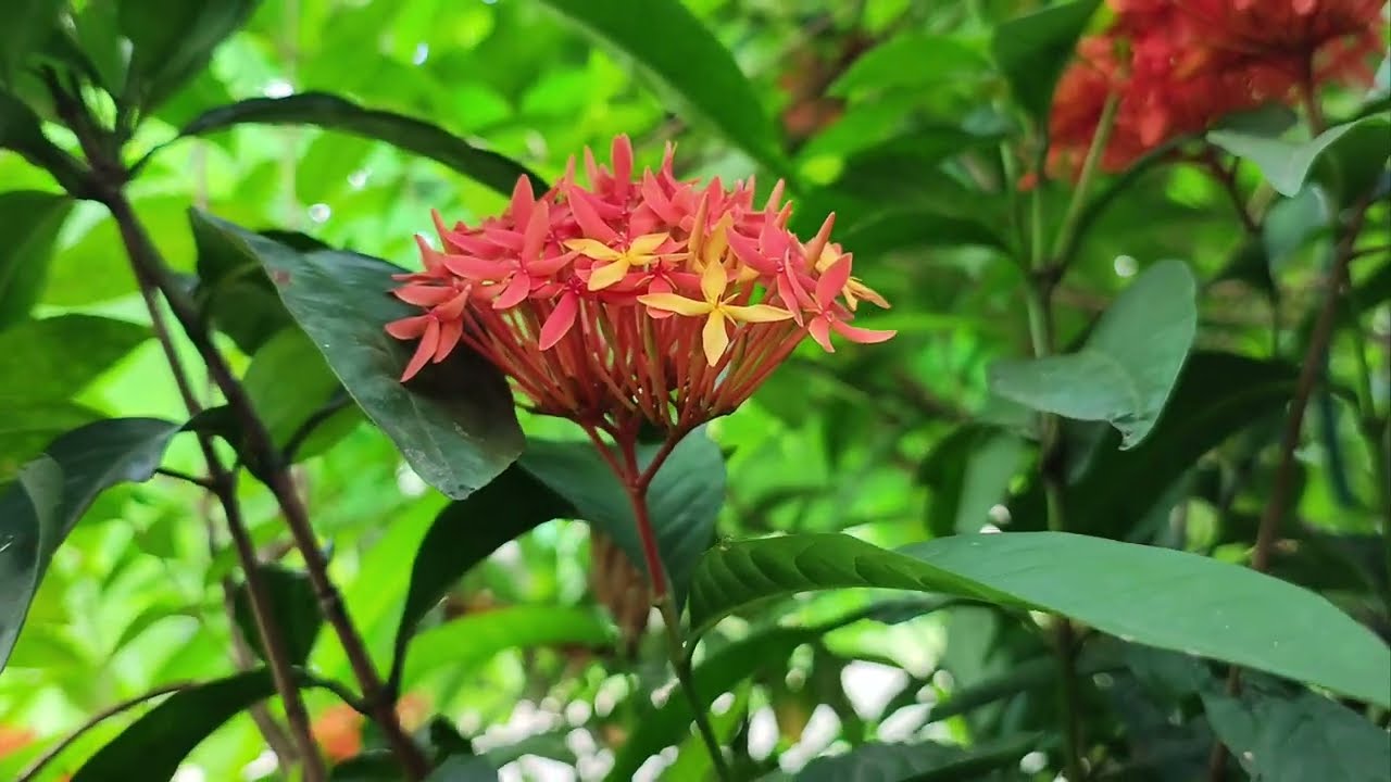 ❤️❤️ রঙ্গন / Mini Dwarf Ixora Flowering Plant / Jungle Geranium / Ixora Flowers  