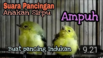 Suara anakan burung sirpu berumur 1 minggu/sirtu/cipoh