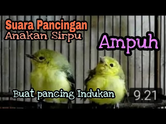 Suara anakan burung sirpu berumur 1 minggu/sirtu/cipoh class=