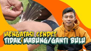 Mengatasi Burung Cendet Tidak Mabung/Rontok Ganti Bulu Baru