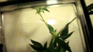 cfl grow buddin stage