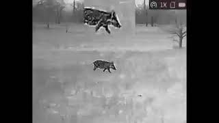 Thrilling Hog Hunts Adventure with Affordable Outfitter - Unleash the Wild!