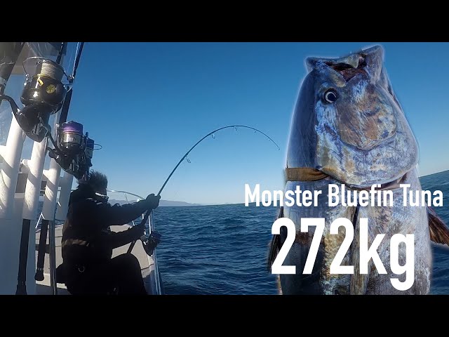 カジキマグロ DAIWA FISH JUNC 梶沙織 寄稿: 北海道クロマグロジギング キャッチ