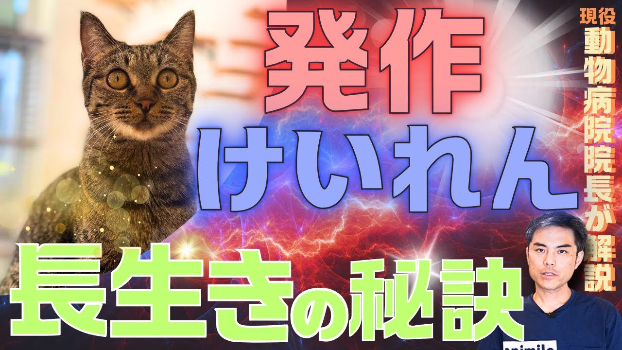 【猫のけいれん・発作】起きたらどうする！？　原因・検査・治療は？　寿命に影響？長生きさせるために重要なのは？【獣医師・愛玩動物看護師・動物病院・ペット】#てんかん