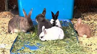 4K Baby BUNNIES 🐰 Day 60 🐰 ✨ ADORABLE Rabbit Colony ✨ by Cosmic BUNNIES 696 views 1 year ago 44 minutes