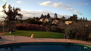 Celebrity Successful Dog Training with Home Assistant + Frigate Object Recognition + Sprinkler Automations Profile