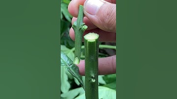 grafting lemon branches onto wild grapefruit trees
