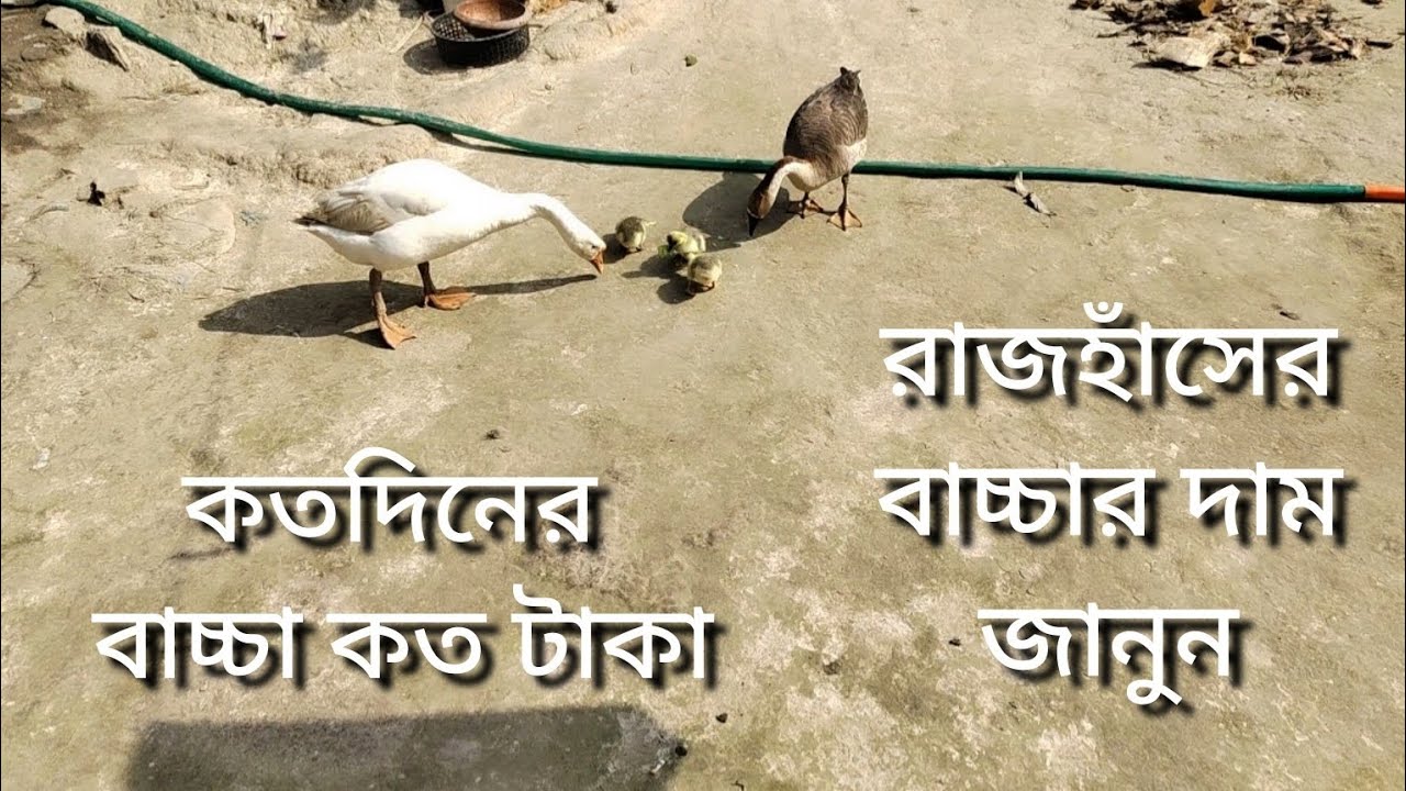 জায়গা হিসেবে দাম ভিন্ন হতে পারে তবে বেশিরভাগ জায়গায় এই দামে বিক্রি হয়,টাংগাইলের আশেপাশে এদামে বিক্রি