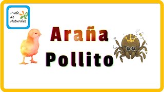 Araña Pollito