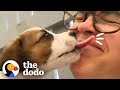 Woman Saves Hundreds Of Island Puppies Every Day  | The Dodo Heroes