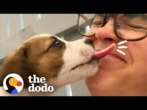 Video: 19 skäl till att hundkappar är de bästa kramarna