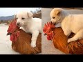 Puppy And Rooster Have An Unlikely But Beautiful Friendship!
