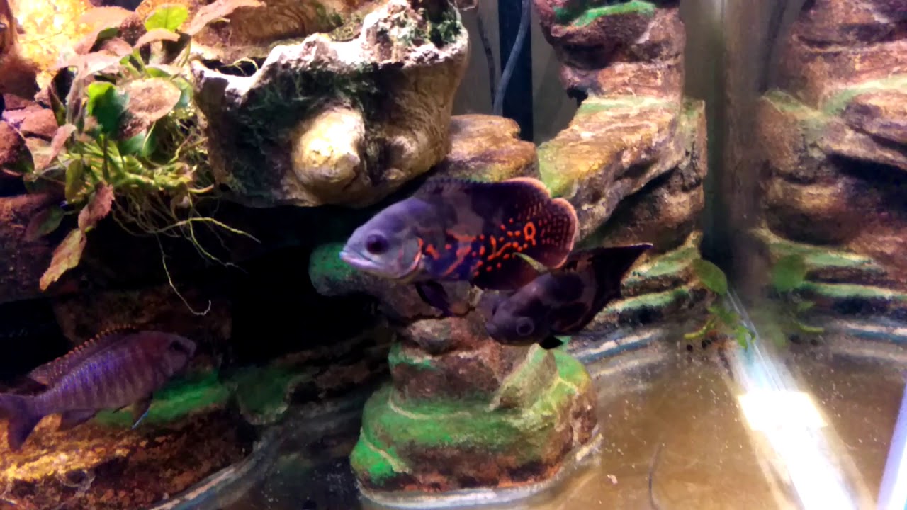 Is styrofoam, concrete, acrylic paint safe for fish tank YouTube