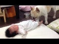 フレンチブルドッグのミルコ #279 赤ちゃんはこうやったら泣き止むんだよ