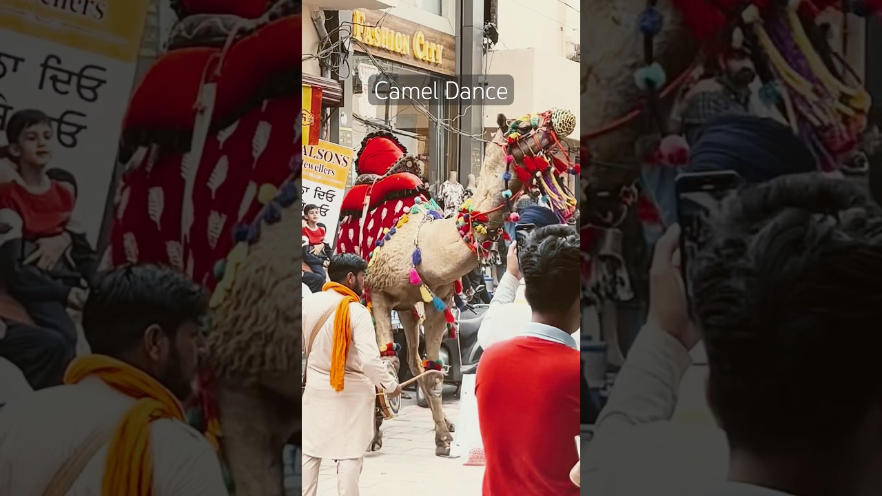 Decorated Camels 🐫 Dancing To The Dhol Beats 