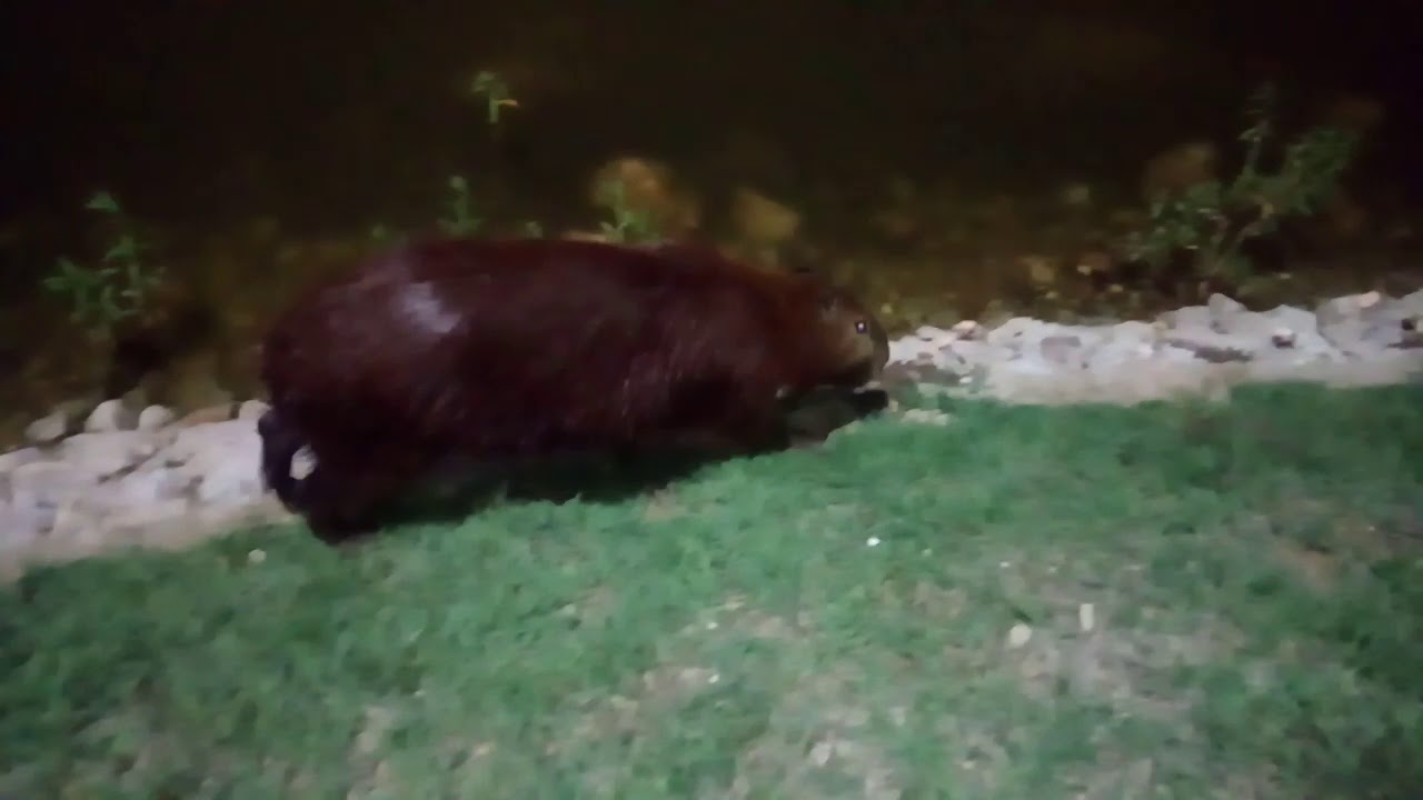 Capivara no parque das Águas em Cuiabá