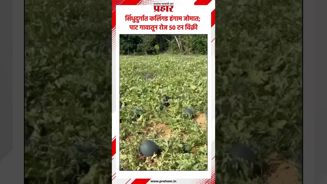 सिंधुदुर्गात कलिंगड हंगाम जोमात; पाट गावातून रोज ५० टन विक्री..#watermelon #sindhudurga