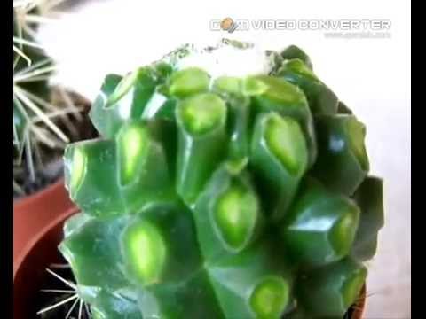 Video: Kaktusi - Bodljikavi Pustinjaci